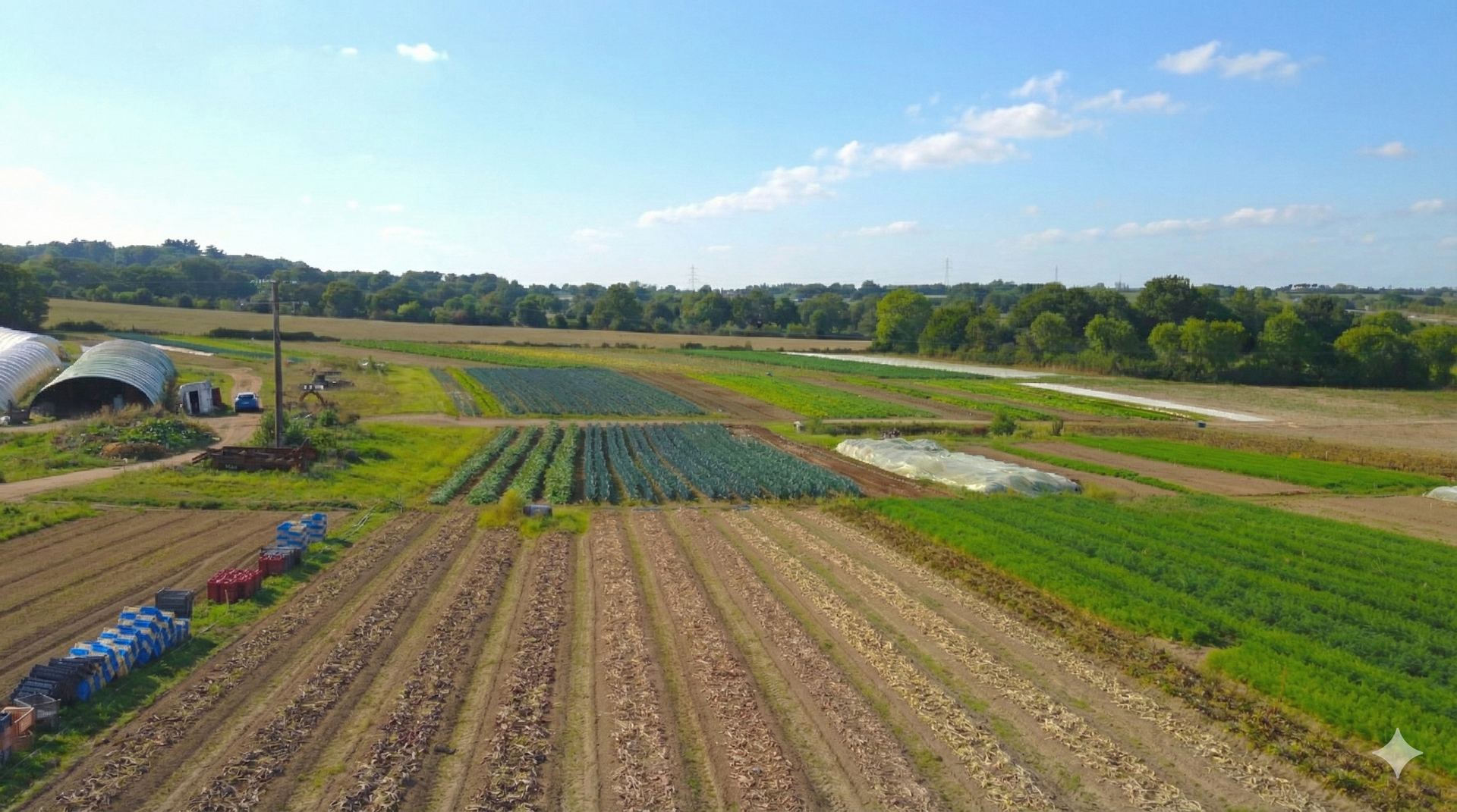 Vue panoramique d'une ferme avec des rangées de cultures bien ordonnées, des champs verdoyants et un ciel bleu par une journée ensoleillée
