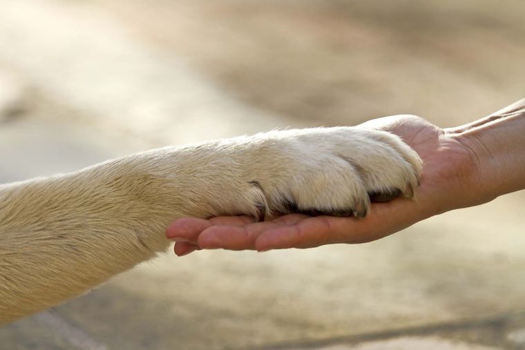 Tierernährung | Tiergespür | Tierkinesiologie, Farblichttherapie, Coaching, Akupressur für Tiere | Zürcher Oberland & Video-Call