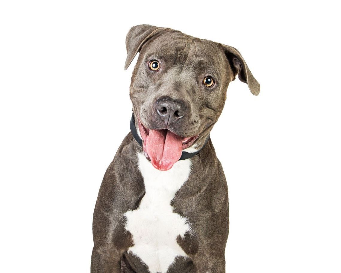 Un perro gris y blanco con la lengua afuera está sentado sobre un fondo blanco.