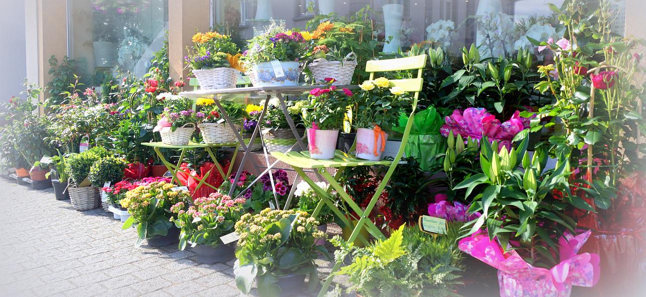 Plantes d'intérieur et d'extérieur