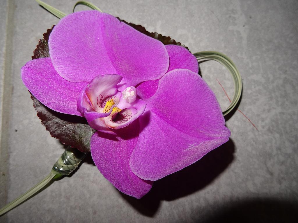 Boutonnière tonique