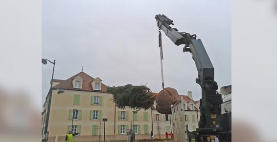 Abattage et élagage