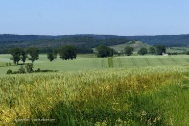 Verwunschener Waldweg durch einen Laubwald