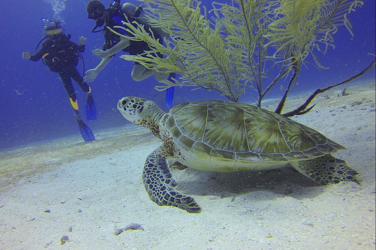 Scuba diver watches a sea turtle swimming over a sandy ocean floor near coral under blue water