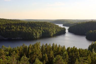 Joki ja havumetsää