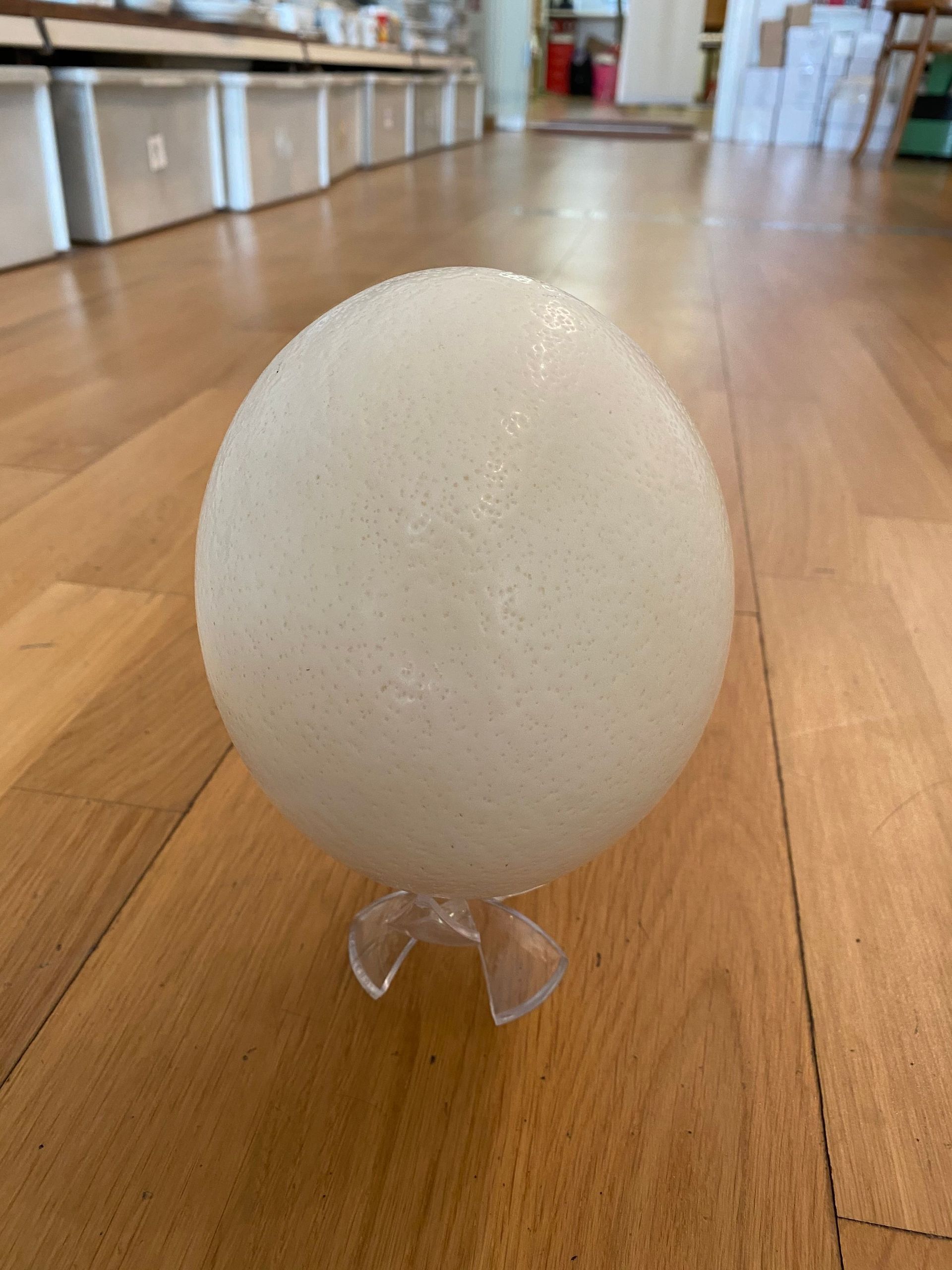 Straussenei - Palette Bern