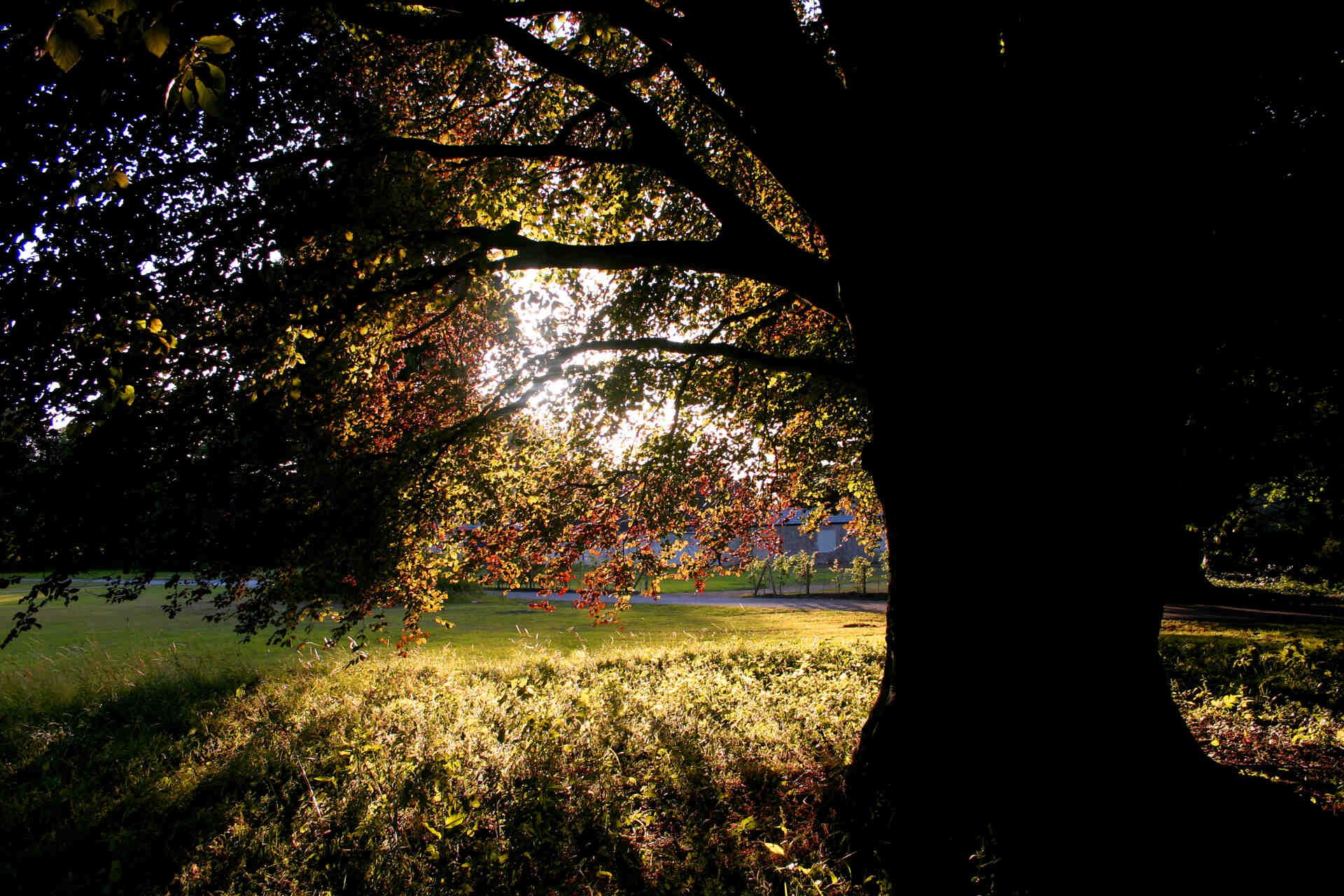 Die Sonne scheint durch die Bäume im Park