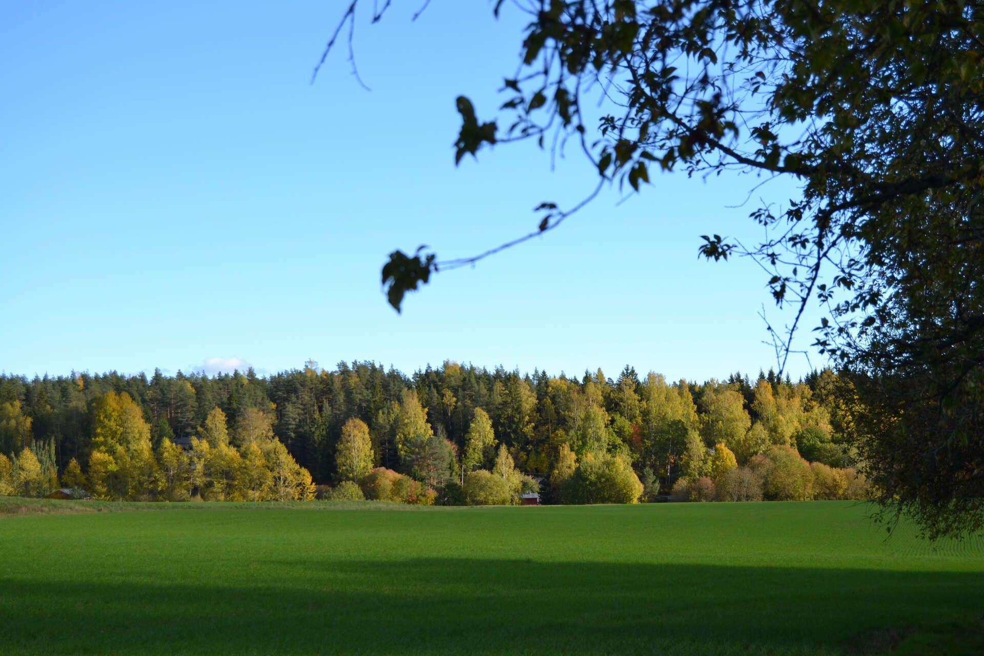 Ein Feld mit Bäumen im Hintergrund und einem Ast im Vordergrund