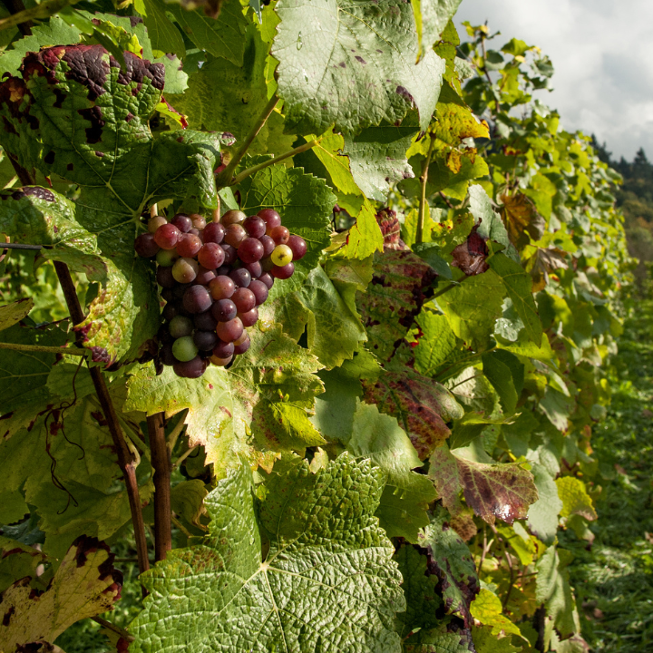 Uvas moradas en la vid, en un viñedo, rodeadas de hojas verdes y rojizas.