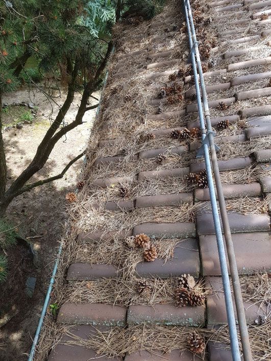 Chéneau pleine d’aiguille à Mollie-Margot