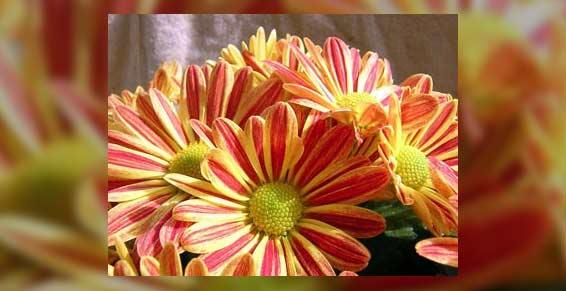 fleuriste - fleur
