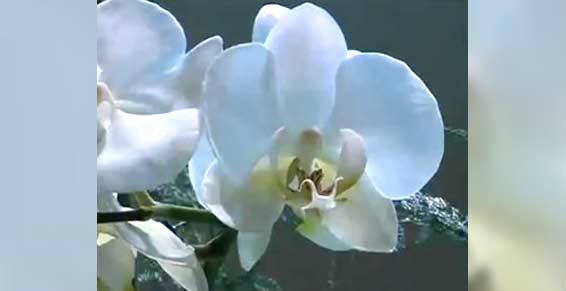 fleuriste - orchidée