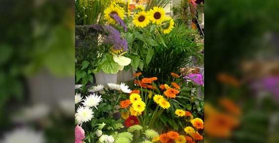 fleuriste - fleur à la coupe