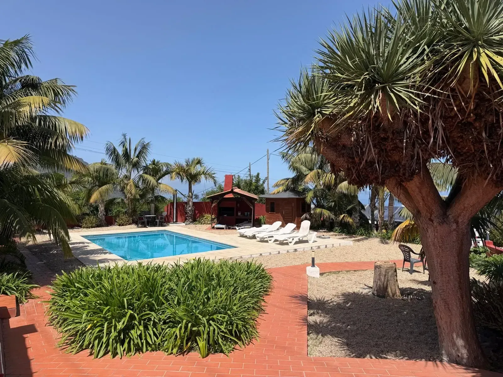 Una zona exterior soleada con piscina, tumbonas, un patio cubierto con barbacoa y varios árboles parecidos a palmeras.