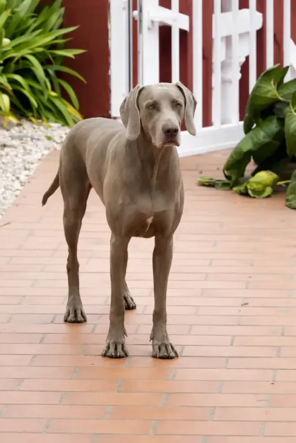 Un perro Weimaraner gris de pie sobre un patio embaldosado frente a una puerta blanca y vegetación de jardín.