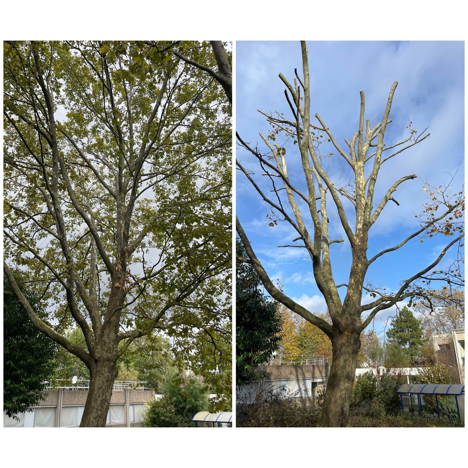 Élagage d'un grand arbre dans un parc