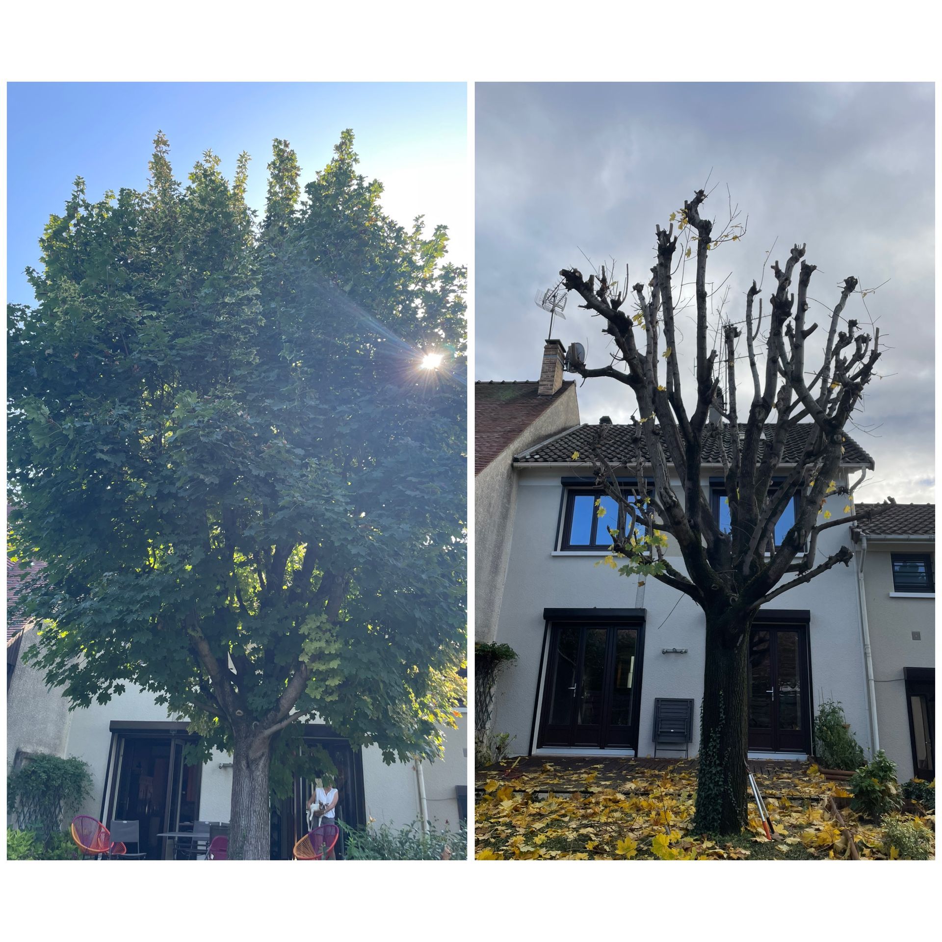 Élagage d'un arbre devant une maison