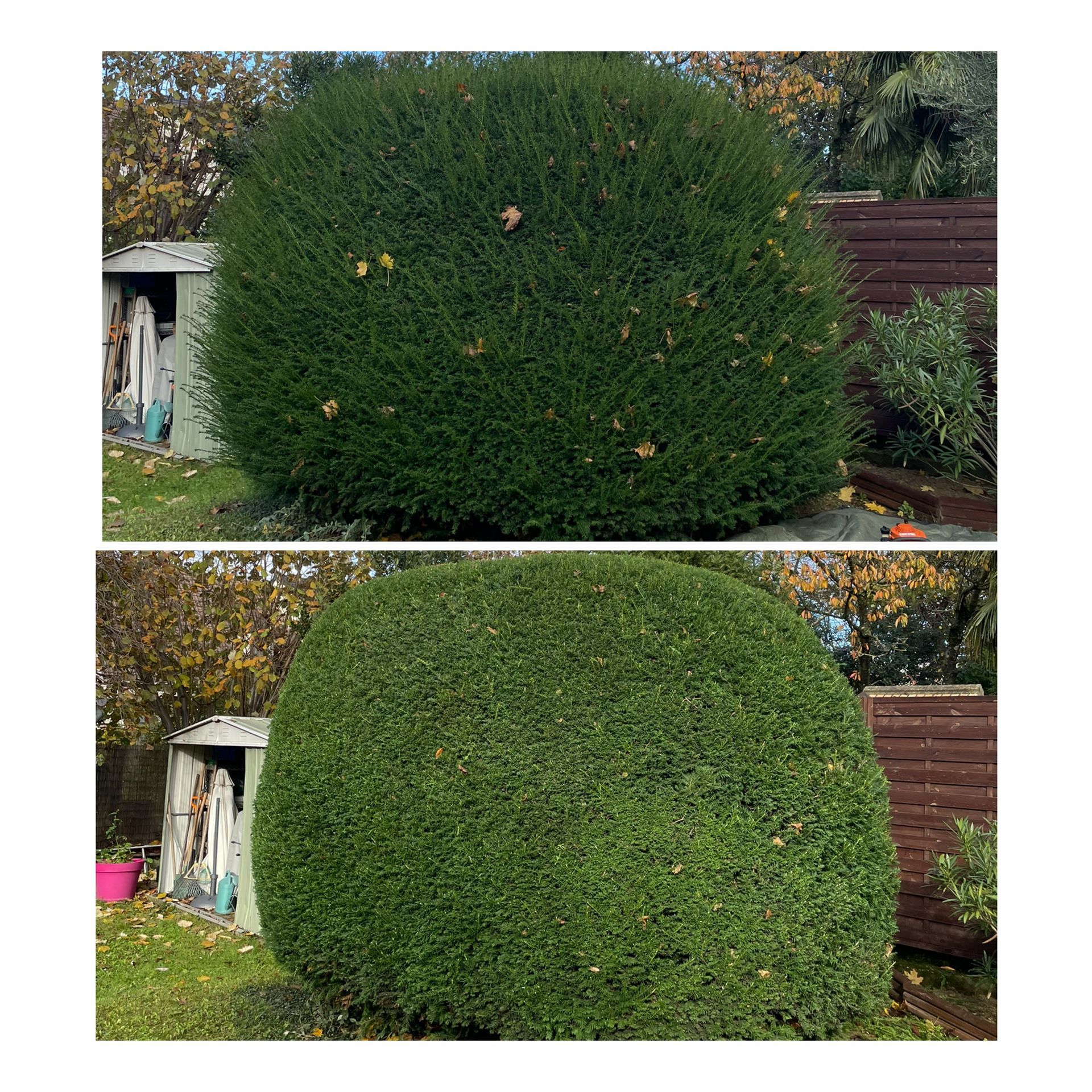 Taille en rond d'un grand arbuste