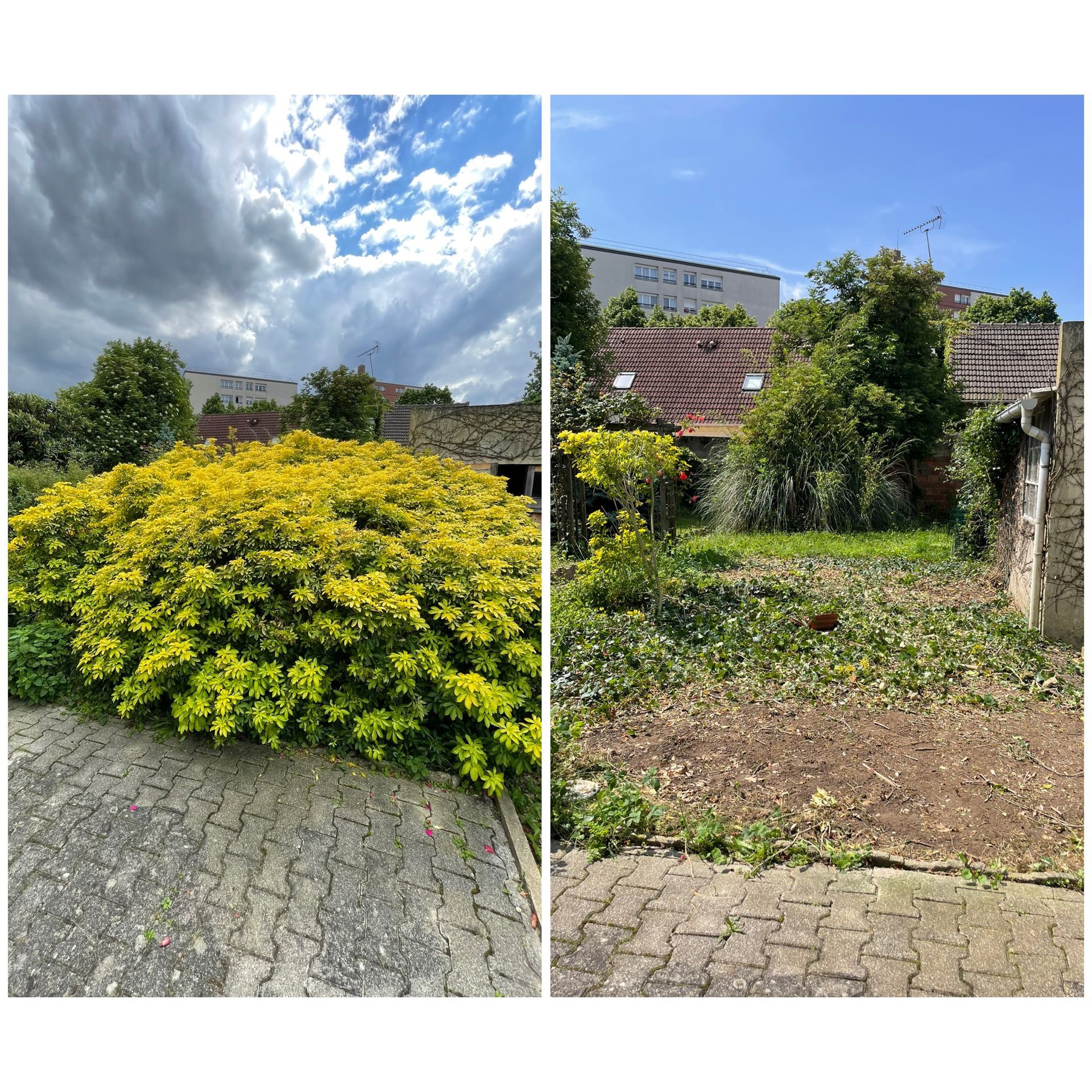 Suppression d'un arbuste le long d'un chemin