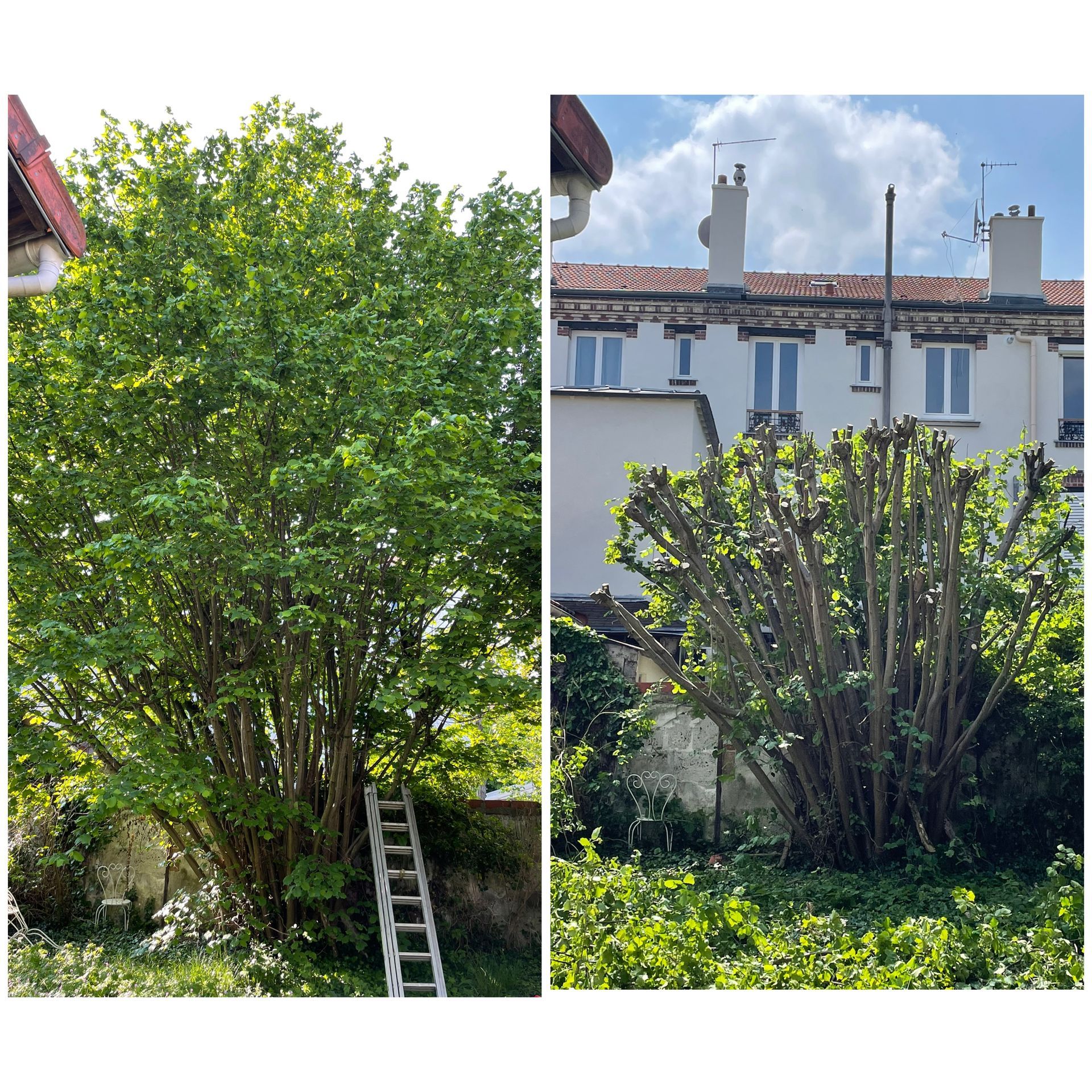 Taille d'un arbre le long d'un mur de clôture