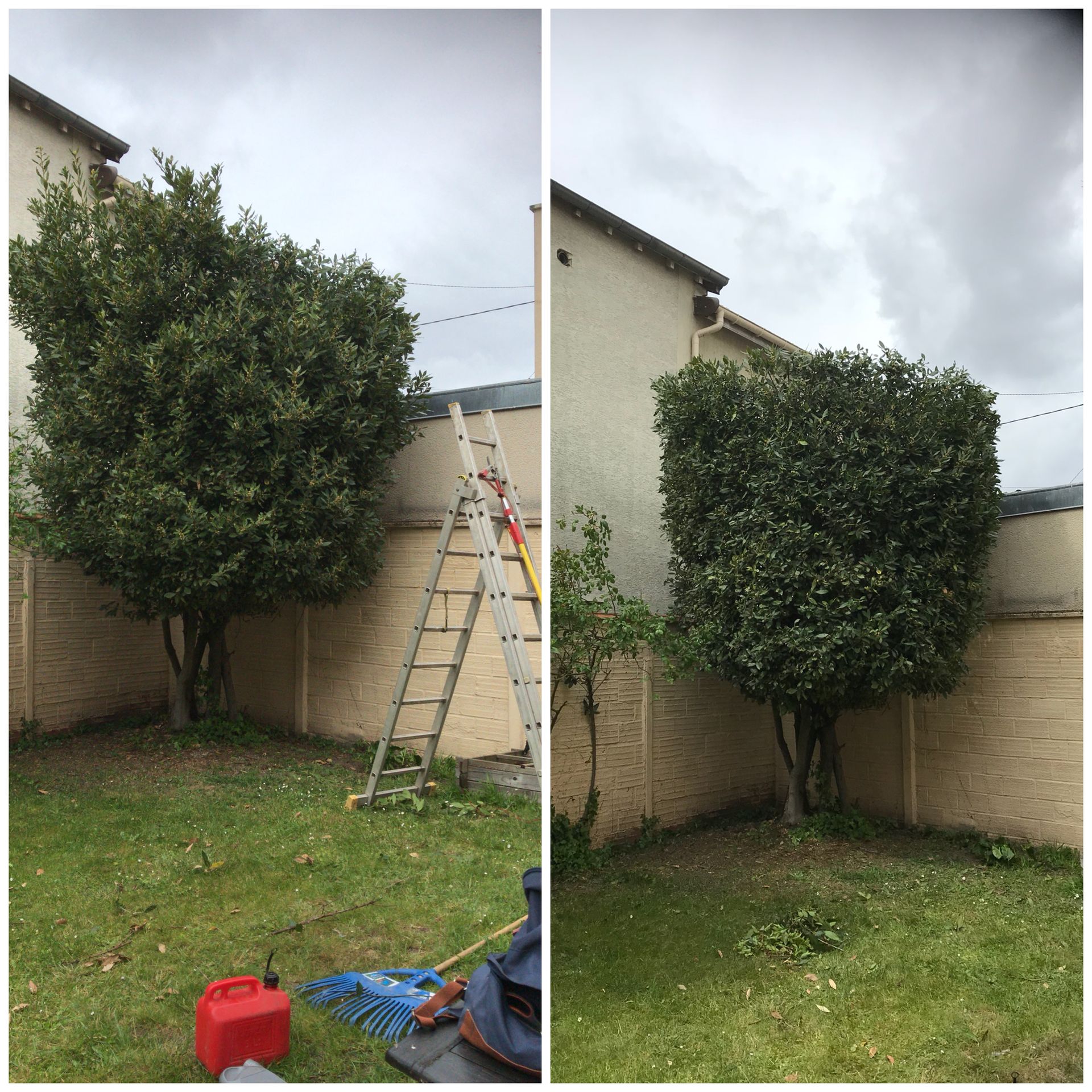 Taille d'un arbre dans un angle du jardin