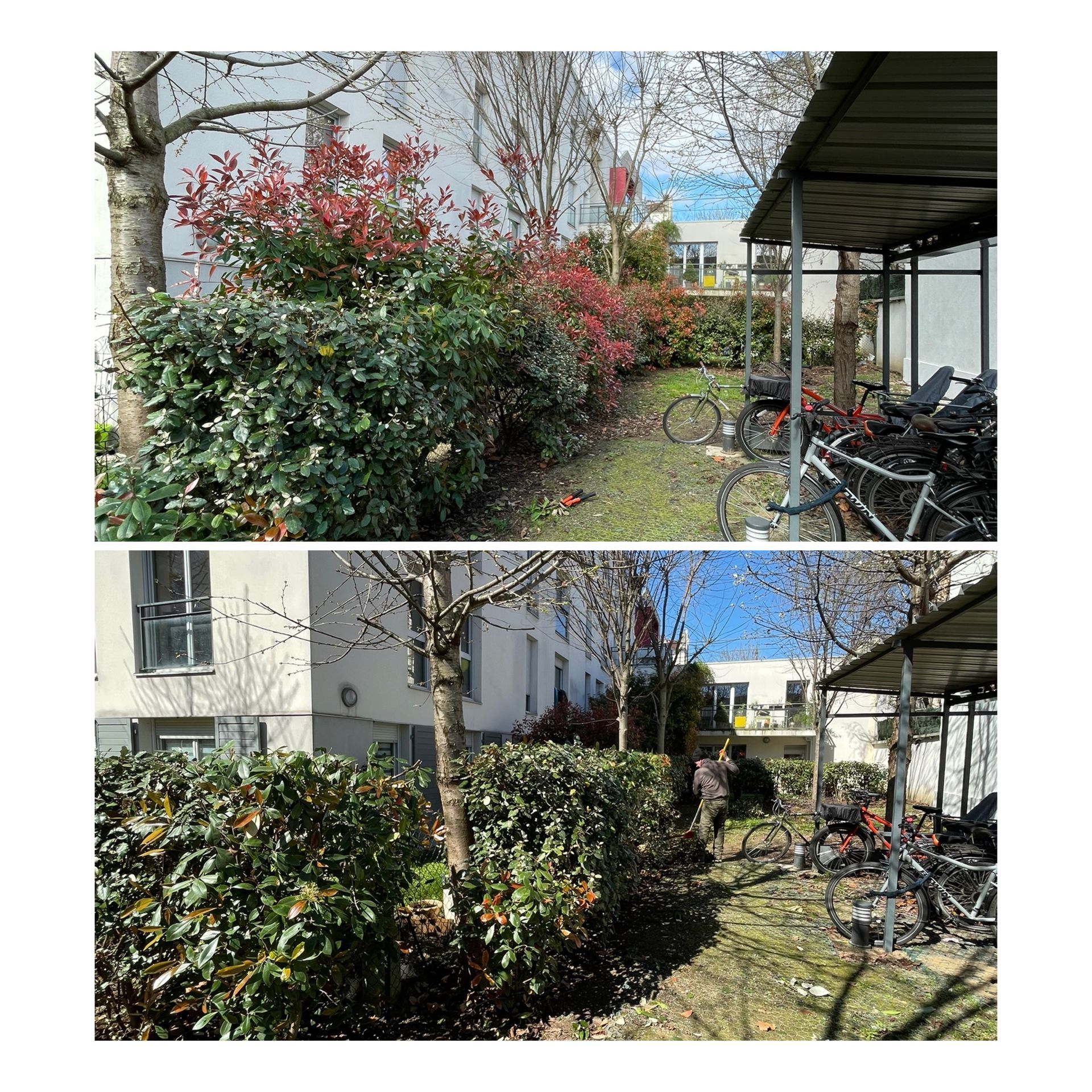 Taille de petites haies près d'un abri à vélo