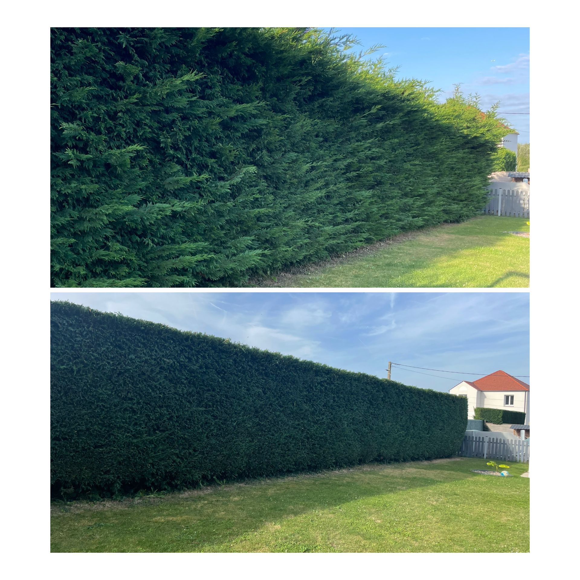Taille d'une grande haie, avant et après