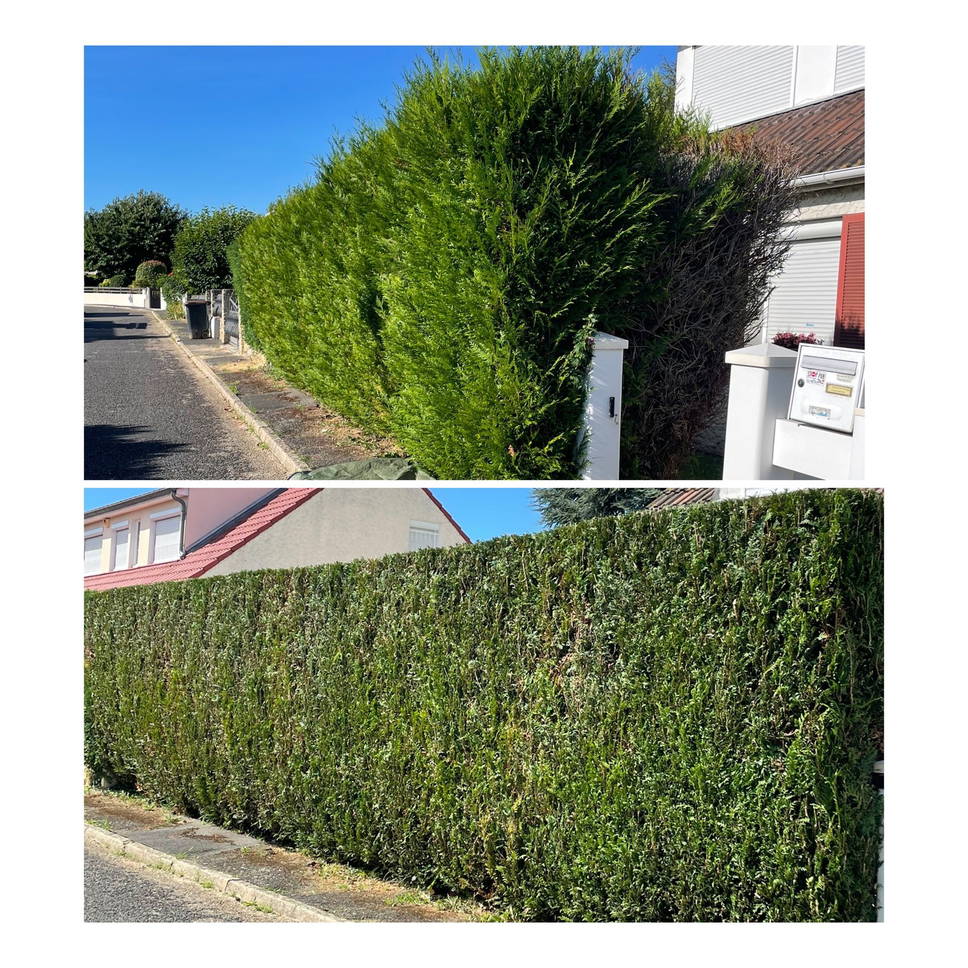 Taille d'une haie près d'un portillon blanc
