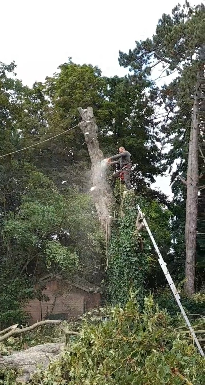 Abattage d’arbres dangereux