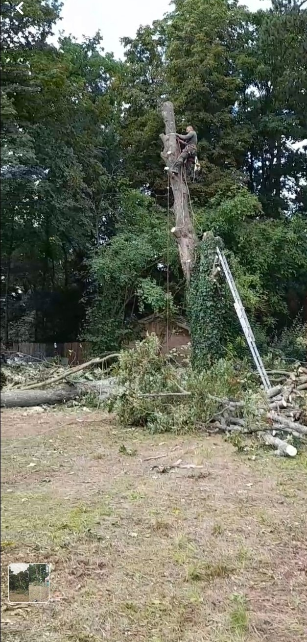 Arboriste pour abattage d'arbres