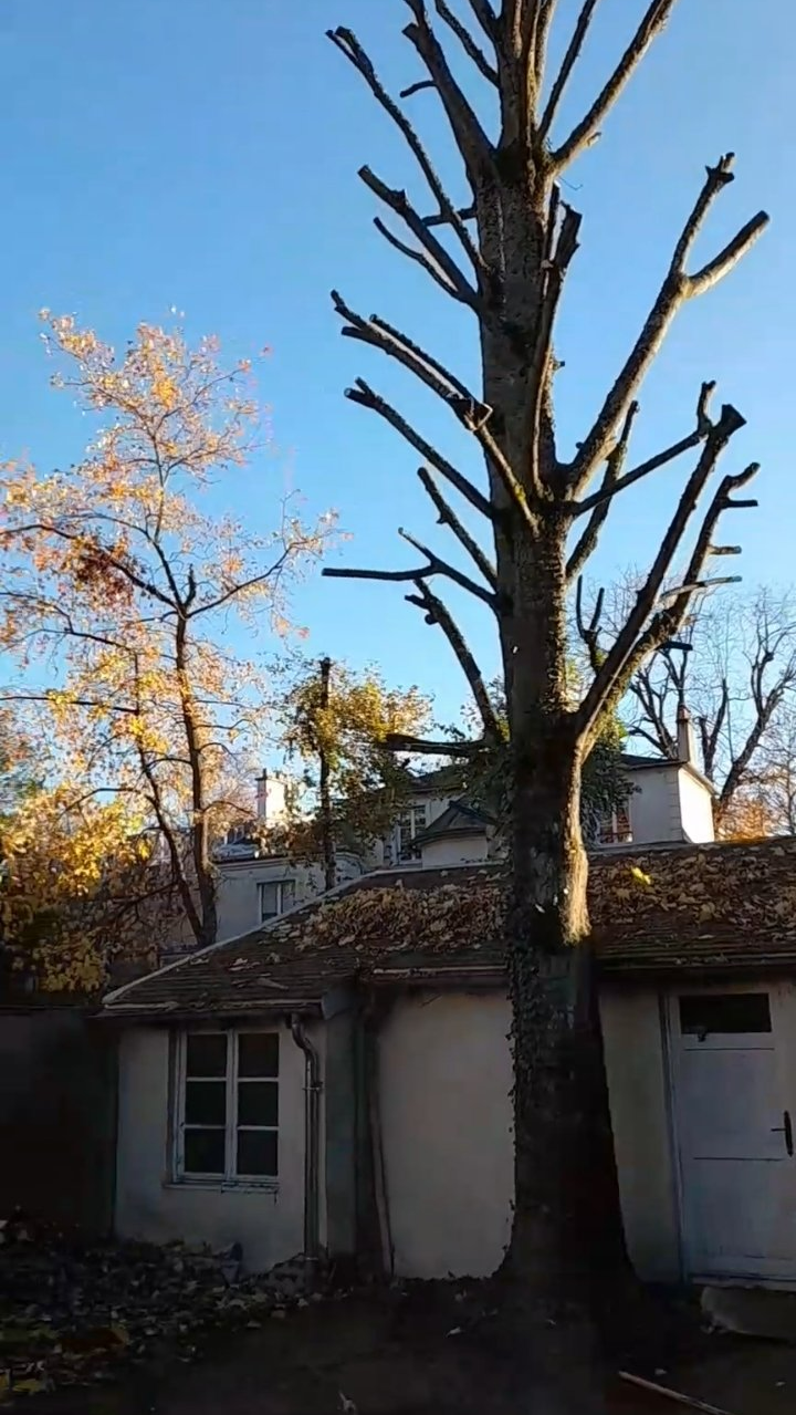 Elagage d'arbres dangereux