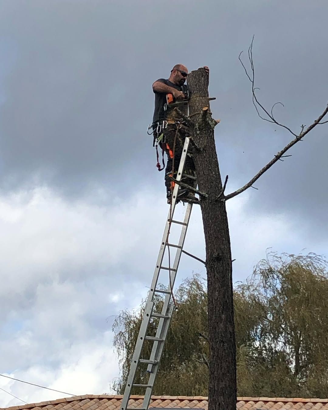 Élagage d'un arbre depuis une échelle