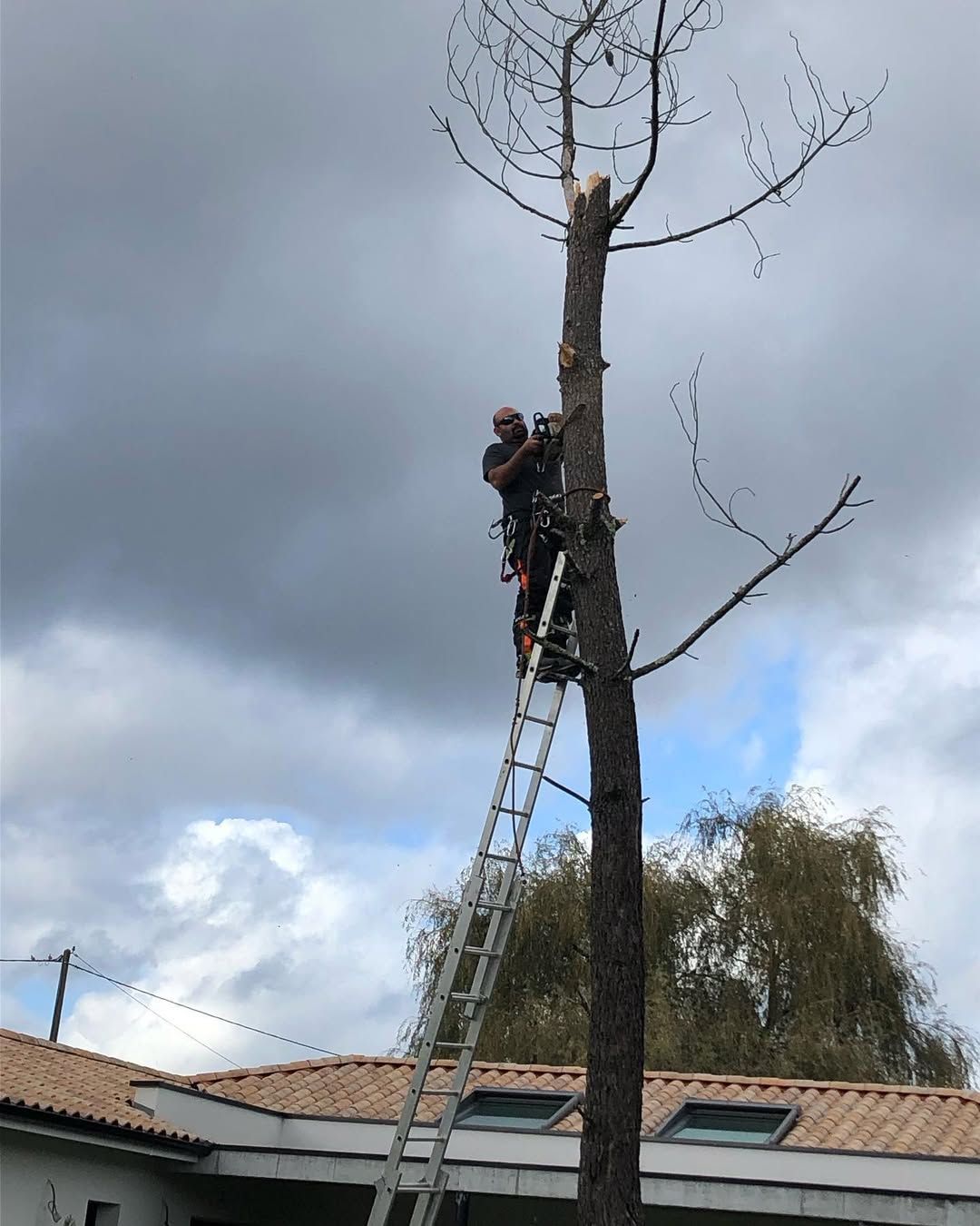 Élagage professionnel d'un arbre
