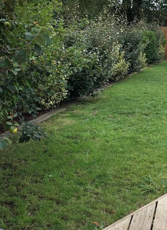 Pelouse de jardin tondue