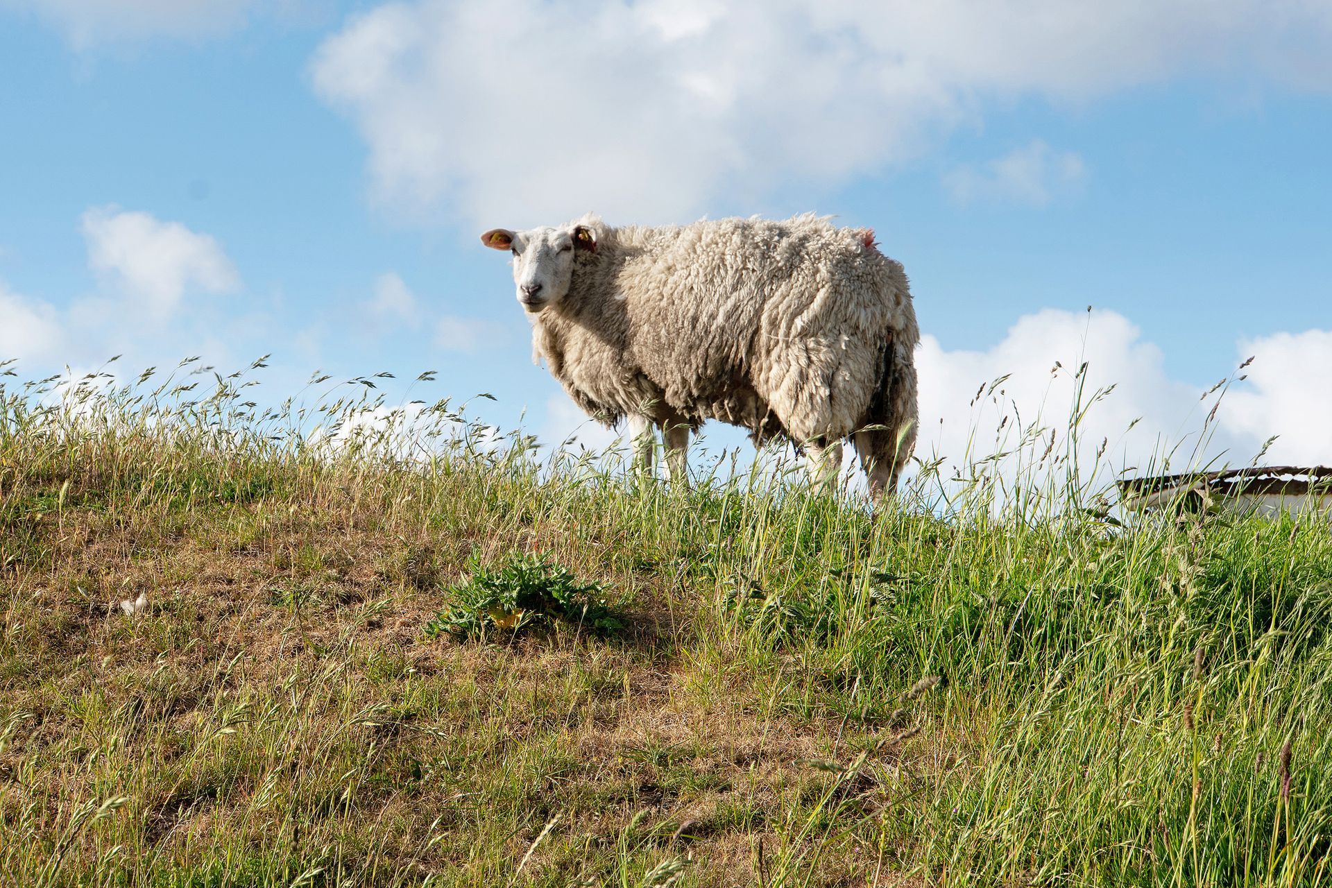 Ein Schaf steht auf einem grasbewachsenen Hügel und blickt in die Kamera; im Hintergrund sind blauer Himmel und Wolken zu sehen.