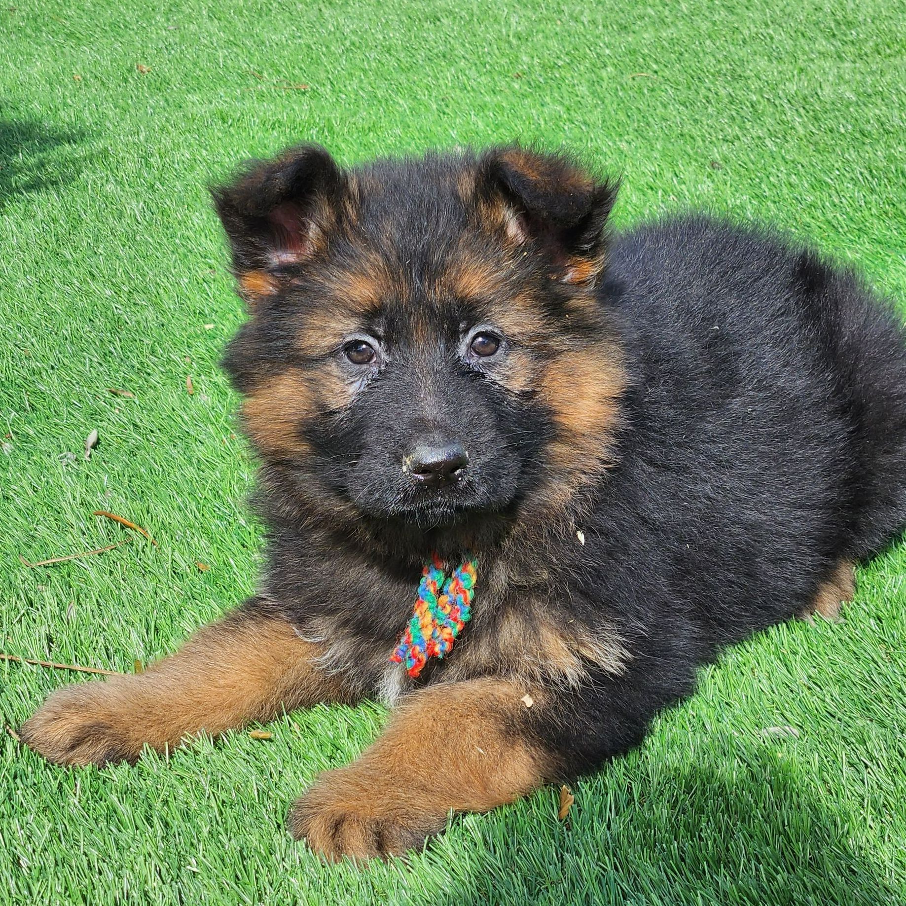 Jeune chien Berger allemand avec un collier multicolore