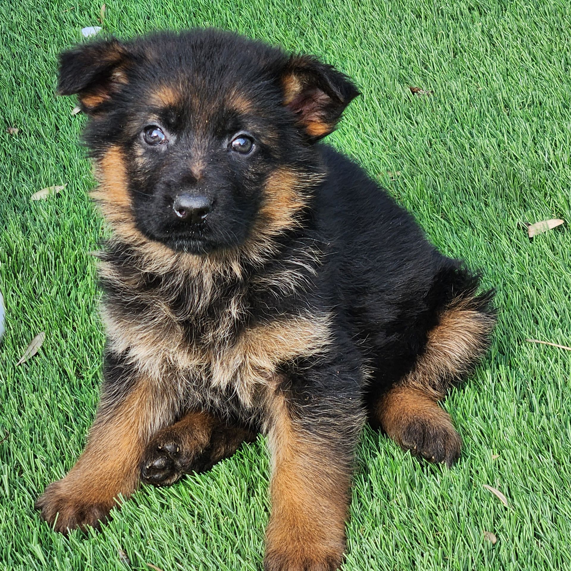 Chiot Berger allemand assis dans l'herbe