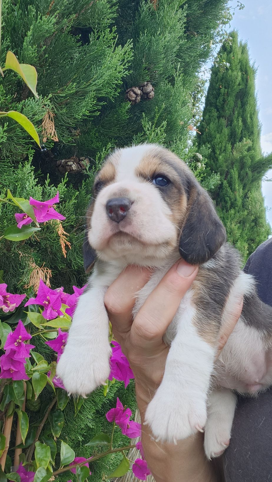 Chiot Beagle femelle avec bougainvillier en fond