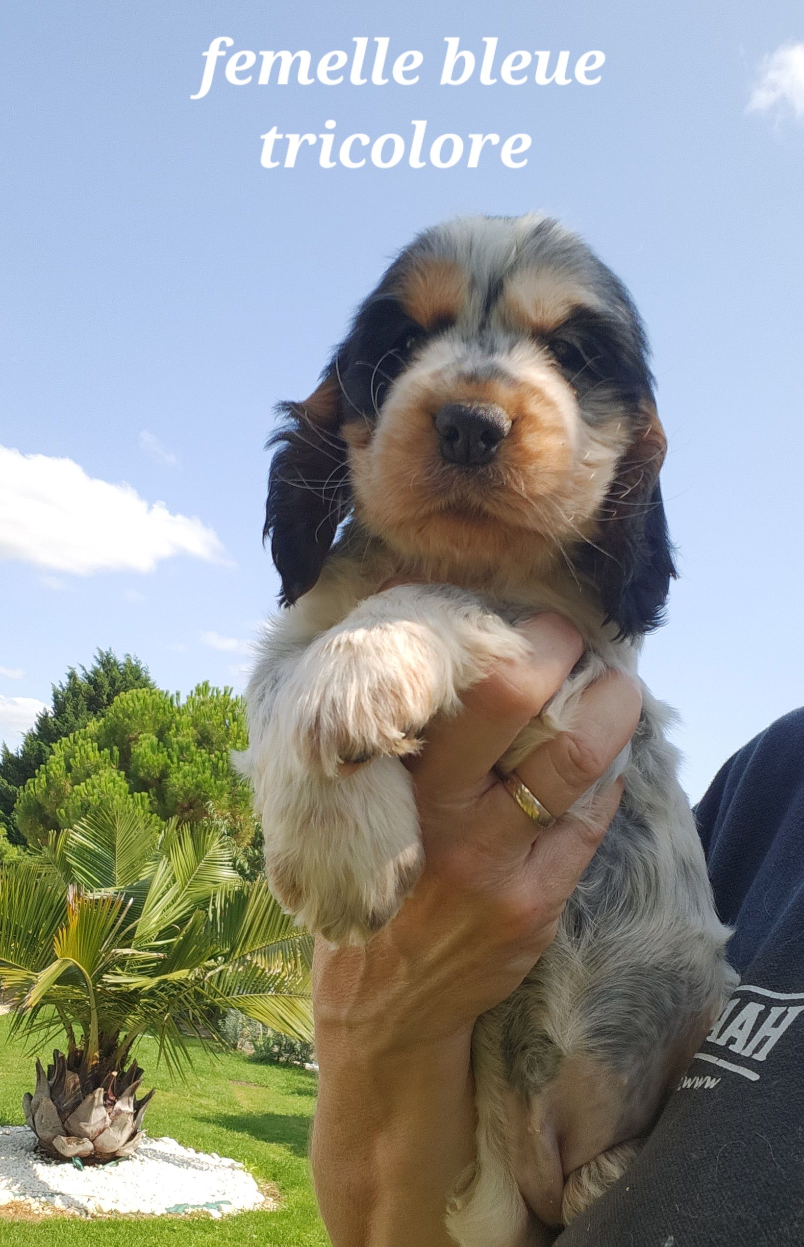Chiots Cocker Anglais