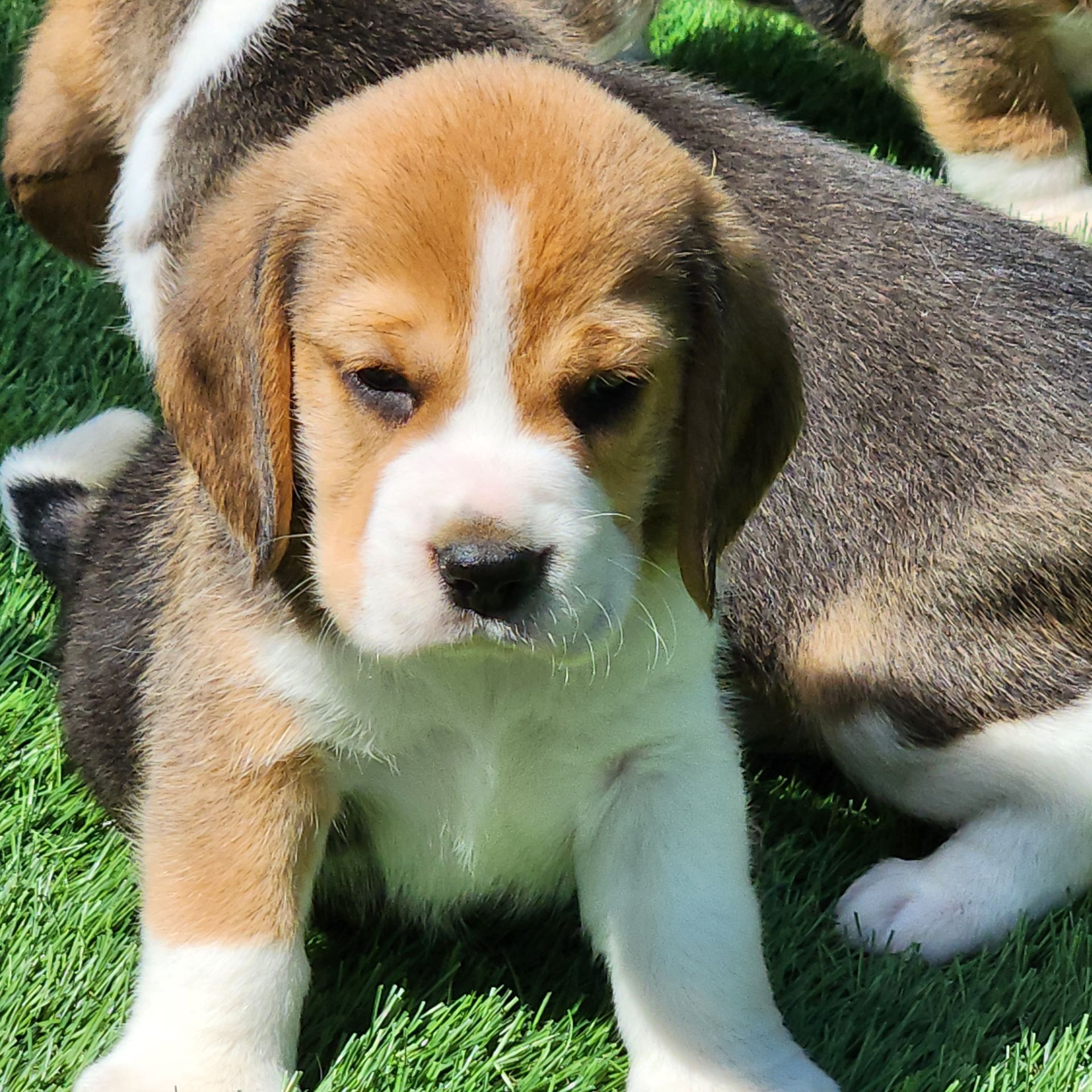 Chiots Beagle disponibles