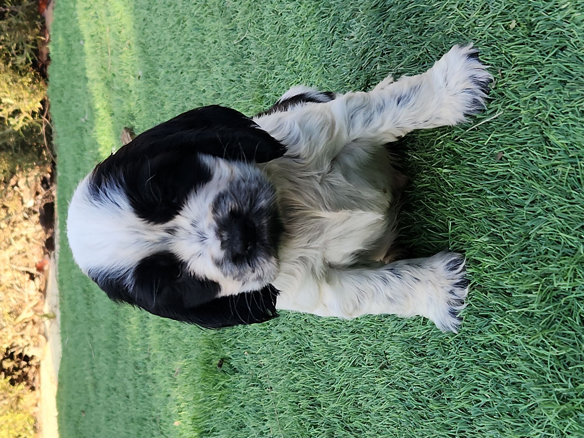 Chiots Cocker Anglais