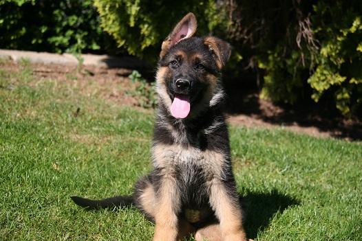 Jeune Berger allemand heureux, tire la langue