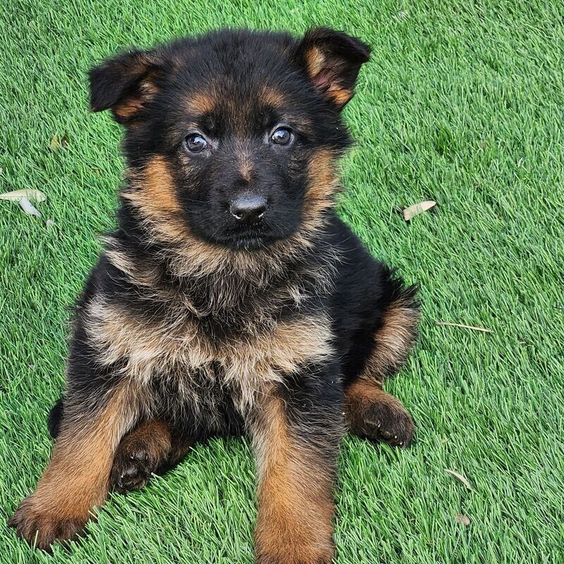 Chiot berger allemand assis dans l'herbe