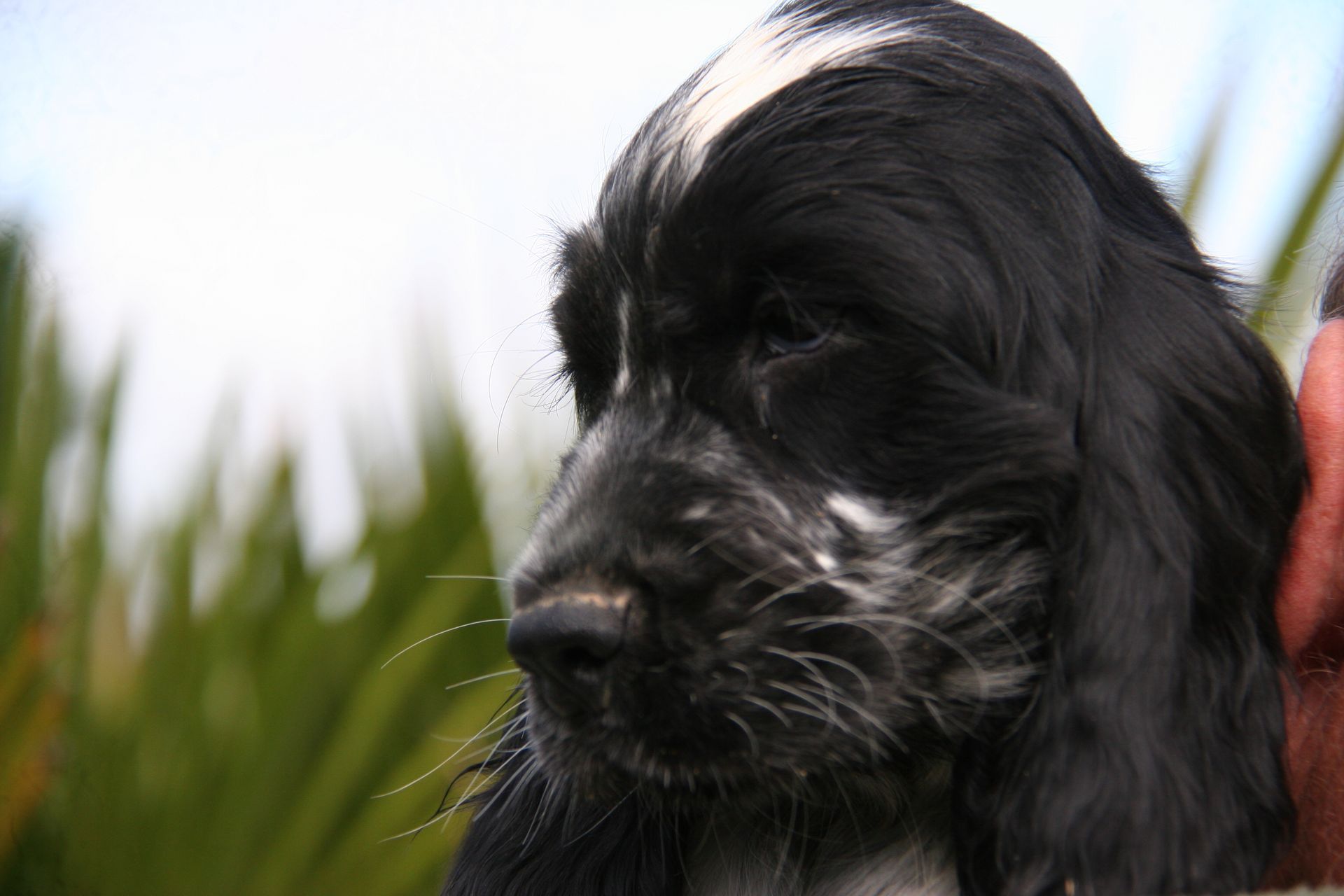 Chiot Cocker Anglais