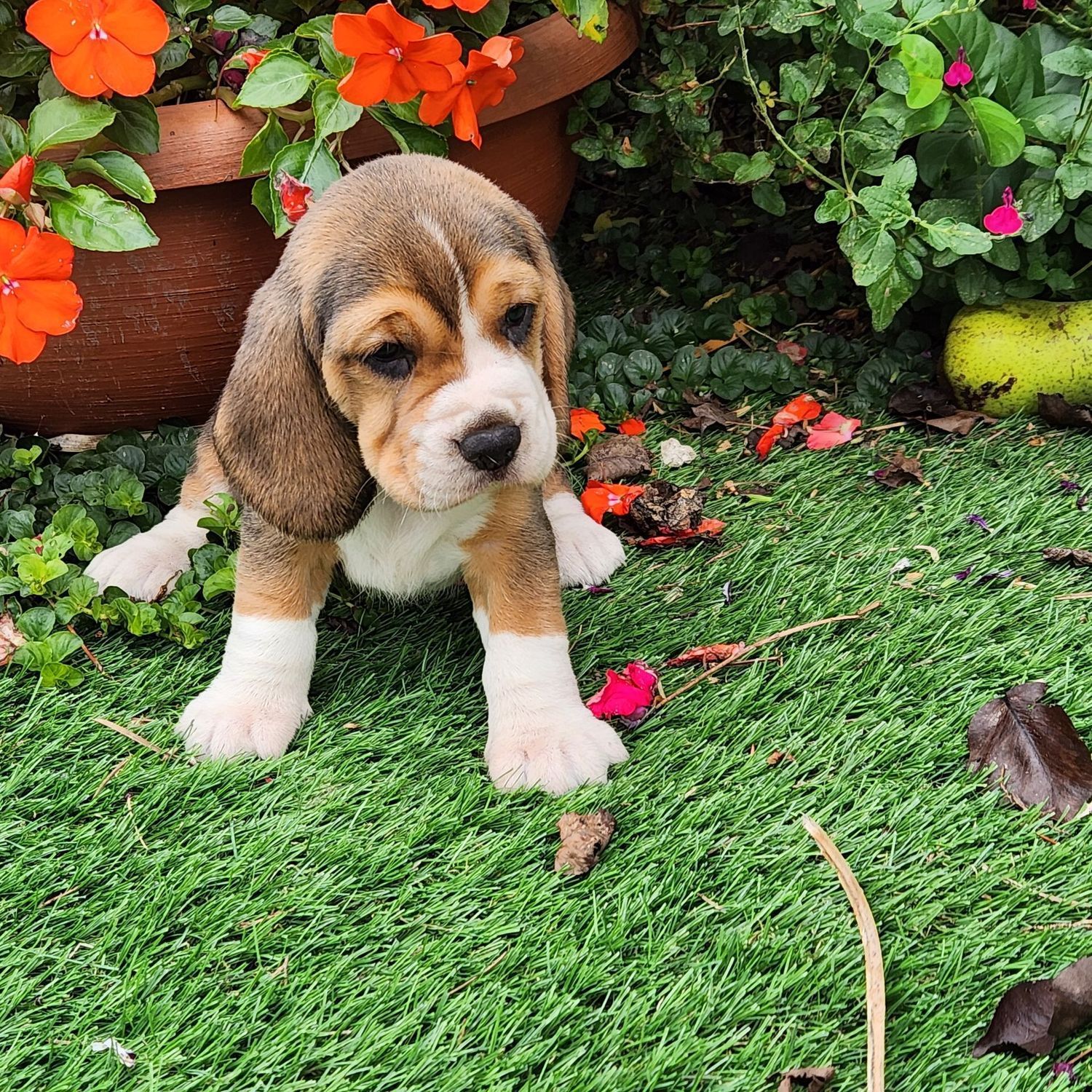 Chiot Beagle assis dans l'herbe, près d'un pot de fleurs