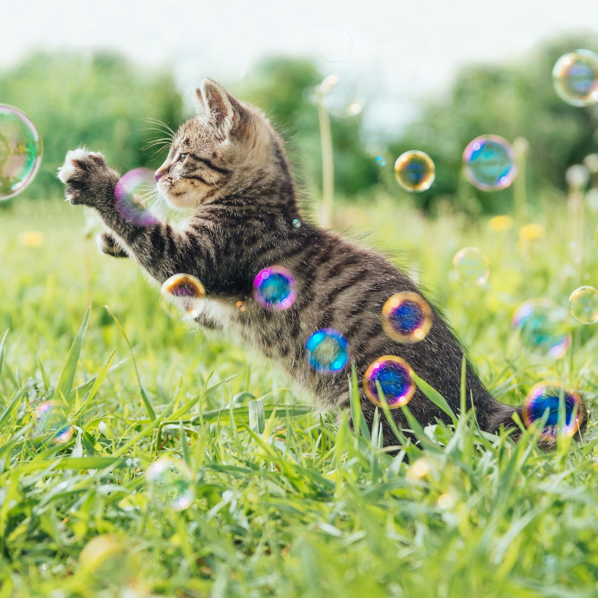 Chaton tigré joue avec des bulles de savon