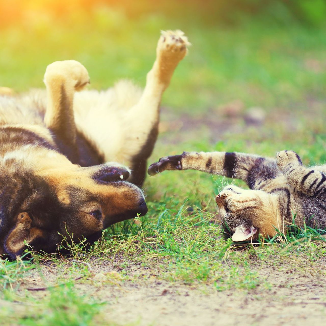 Chien et chat jouent et se roulent dans l'herbe