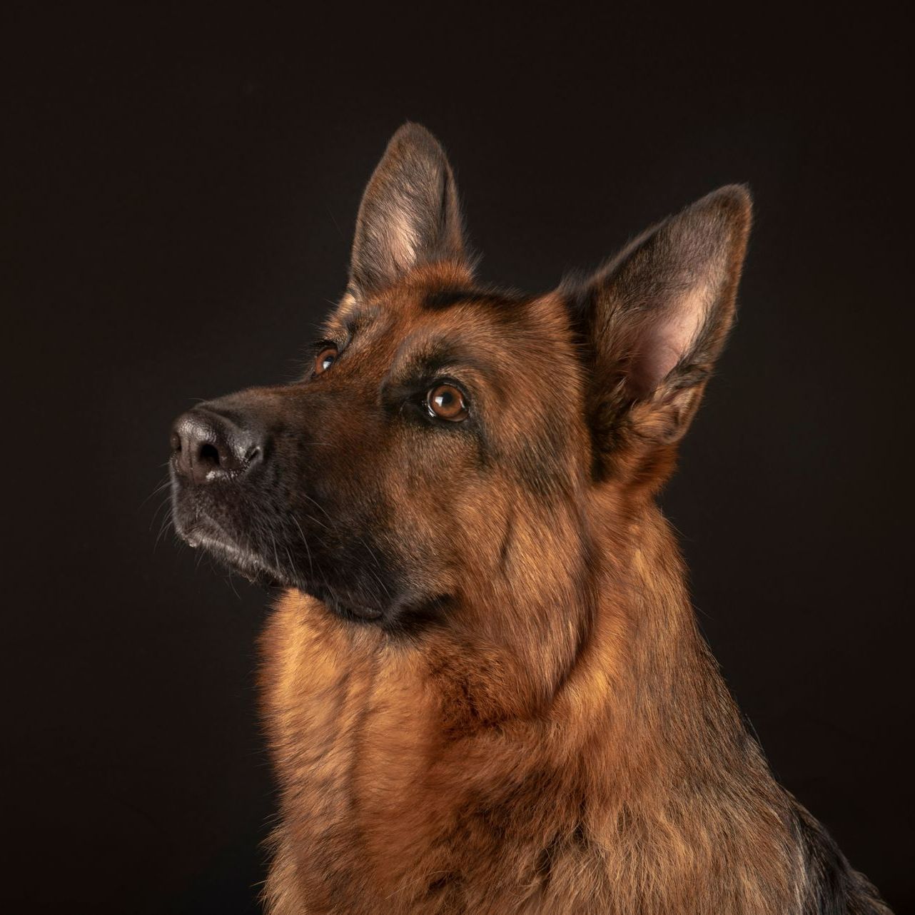 Magnifique Berger allemand sur fond noir