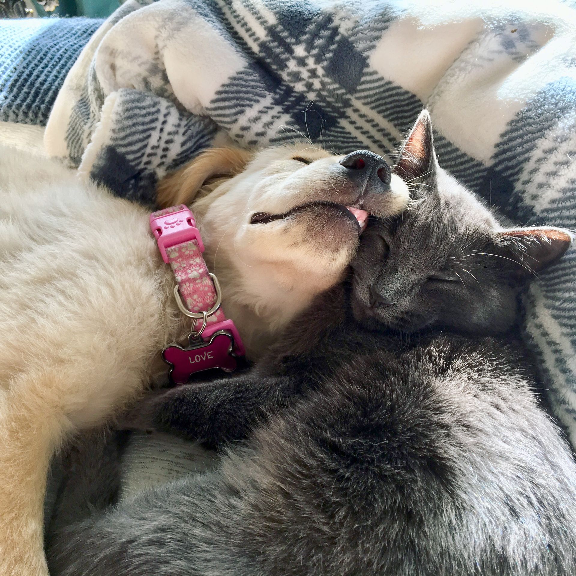 Chiot et chat se reposent sur une couverture