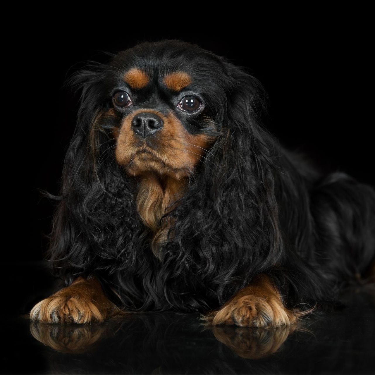 Adorable chiot Cavalier King-Charles